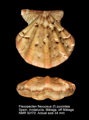 Flexopecten flexuosus (f) pyxoidea.jpg - Flexopecten flexuosus (f) pyxoidea (Locard,1888)